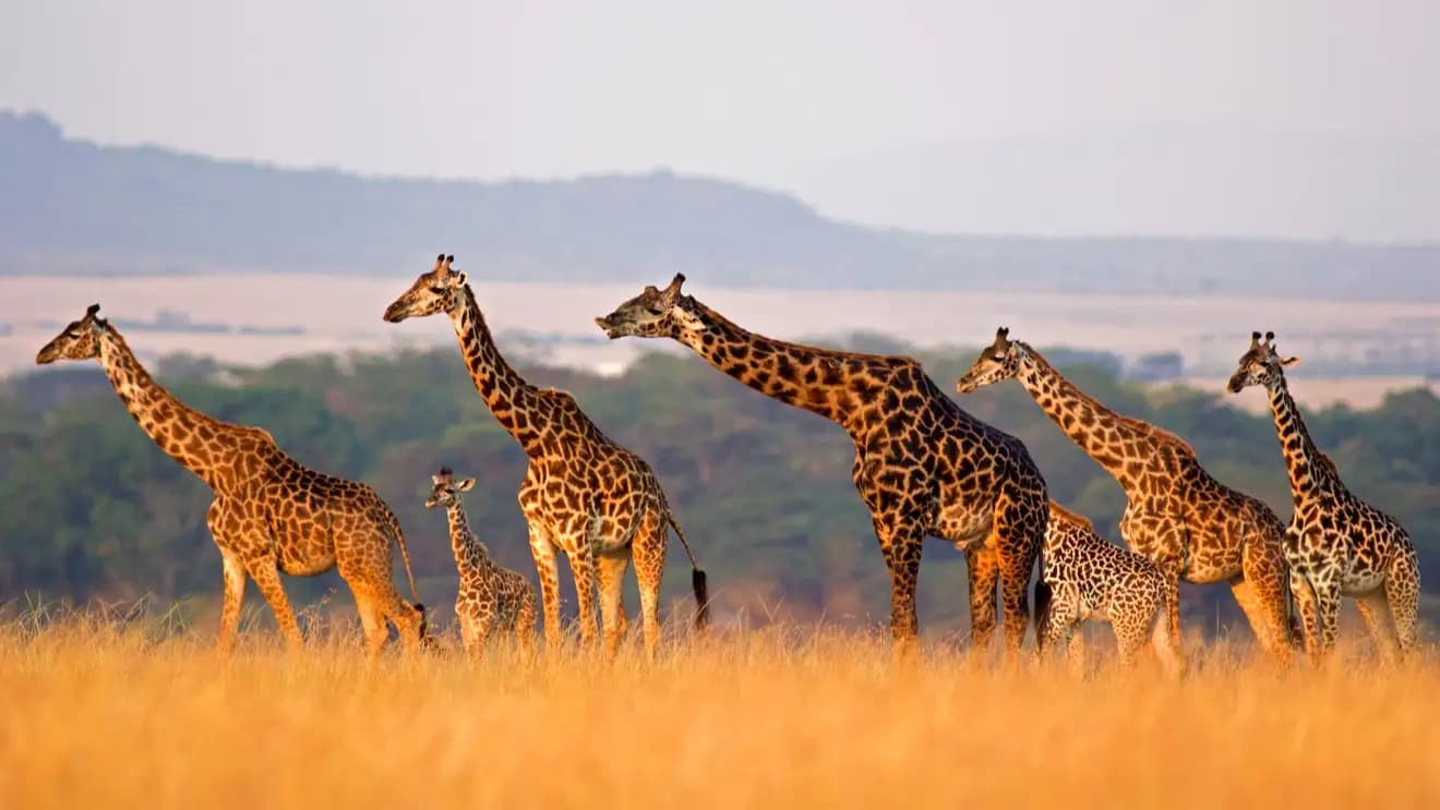 eSIM Kenya